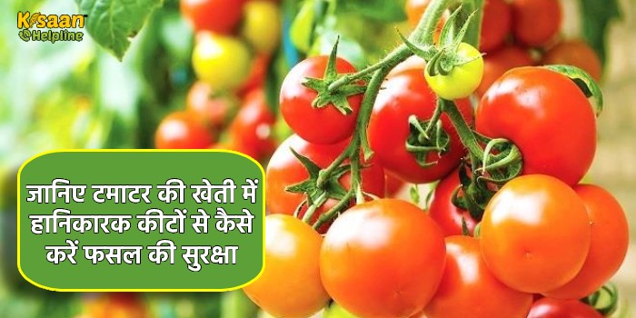 जानिए टमाटर की खेती में हानिकारक कीटों से कैसे करें फसल की सुरक्षा